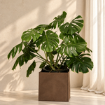 Monstera