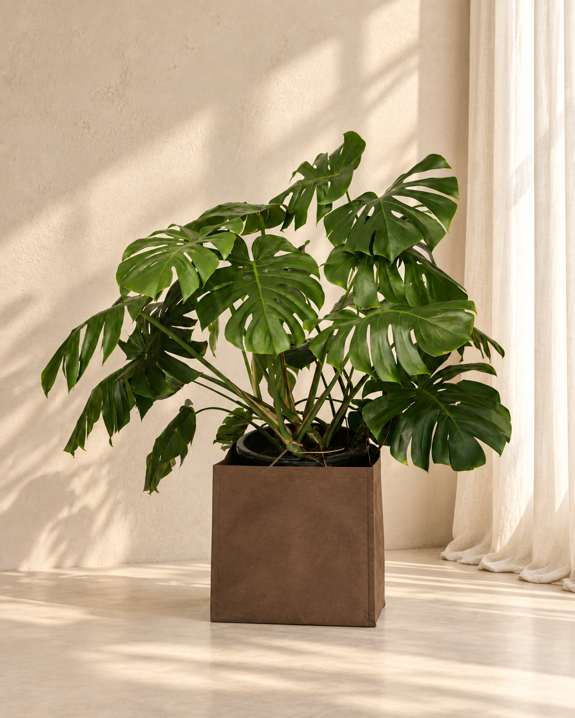 Monstera