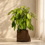 Dieffenbachia Variegated