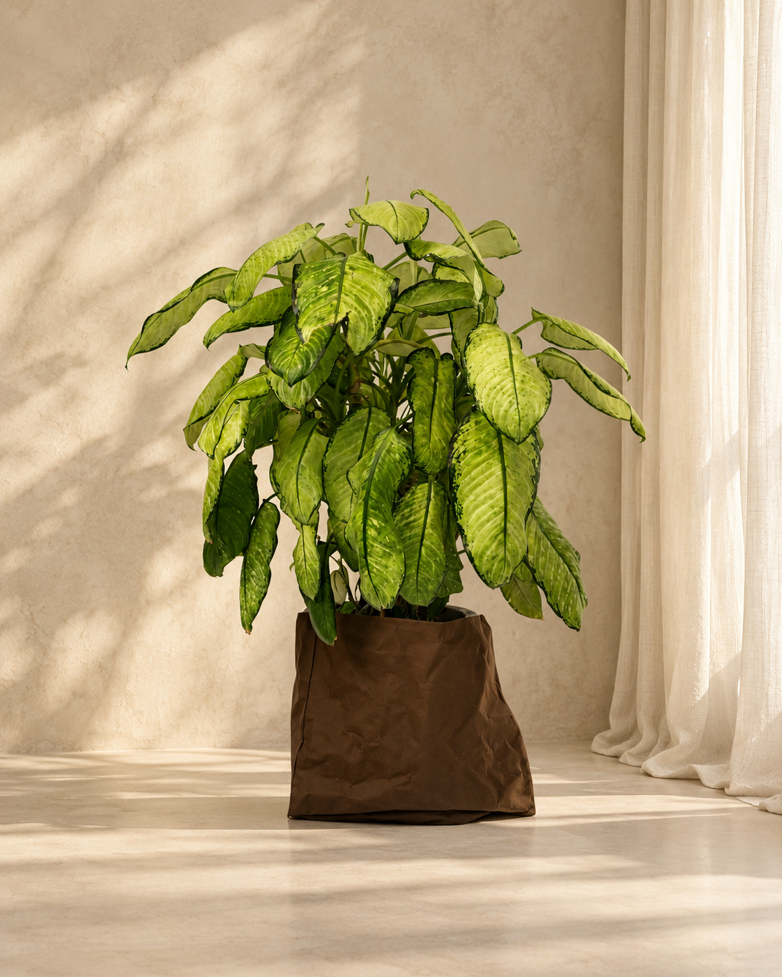 Dieffenbachia Variegated