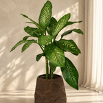 Dieffenbachia Tropic Snow