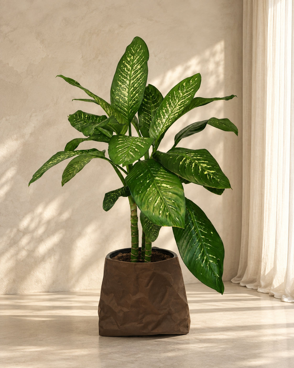 Dieffenbachia Tropic Snow