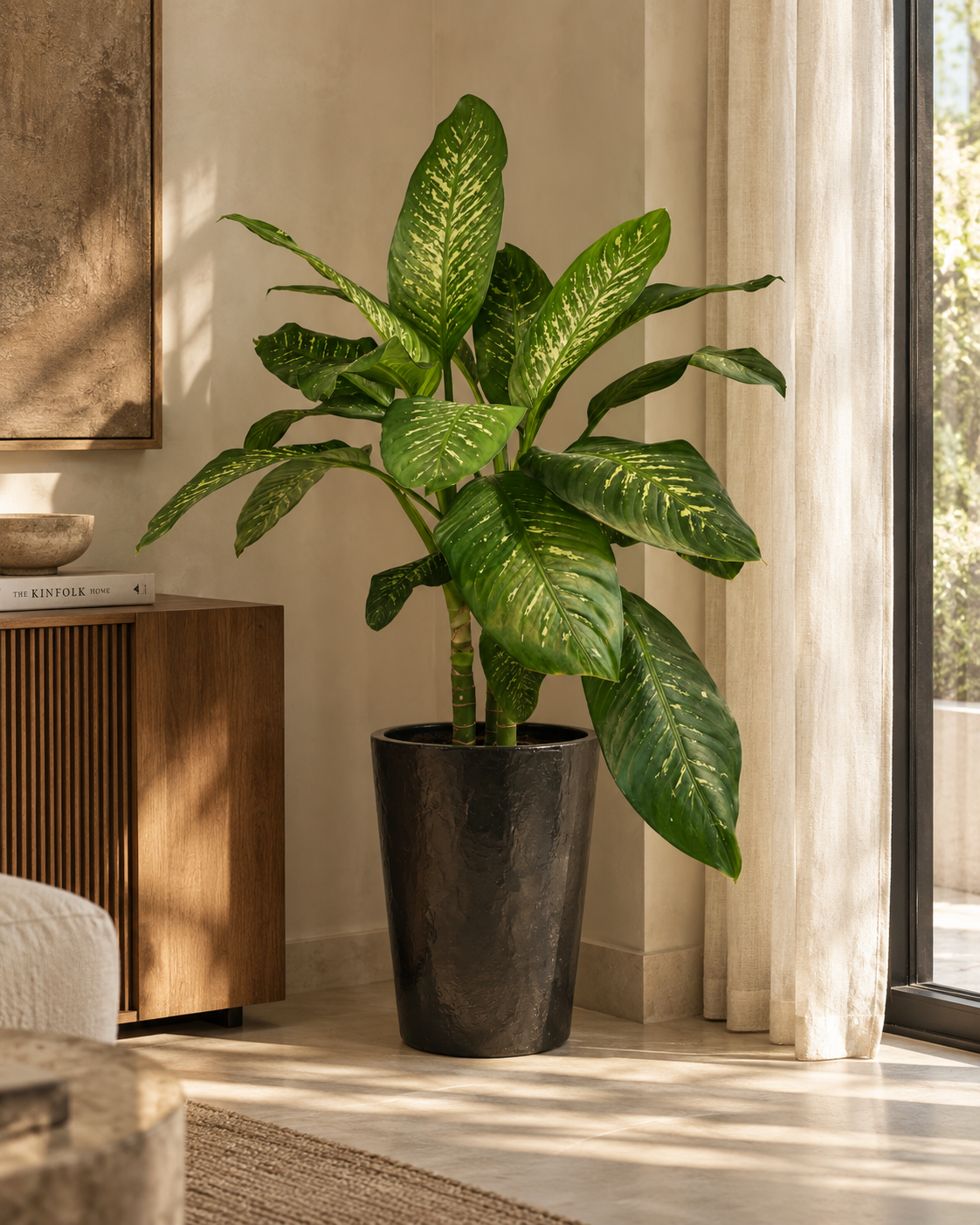 Dieffenbachia Tropic Snow