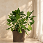 Aglaonema Key Lime