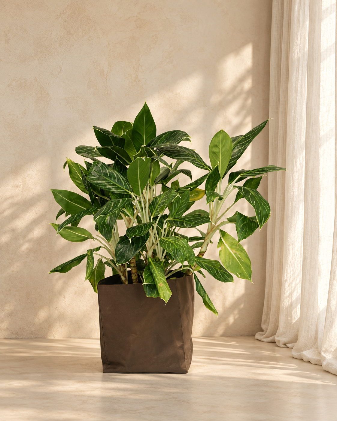 Aglaonema Key Lime