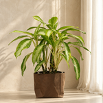 Aglaonema Silver Moon