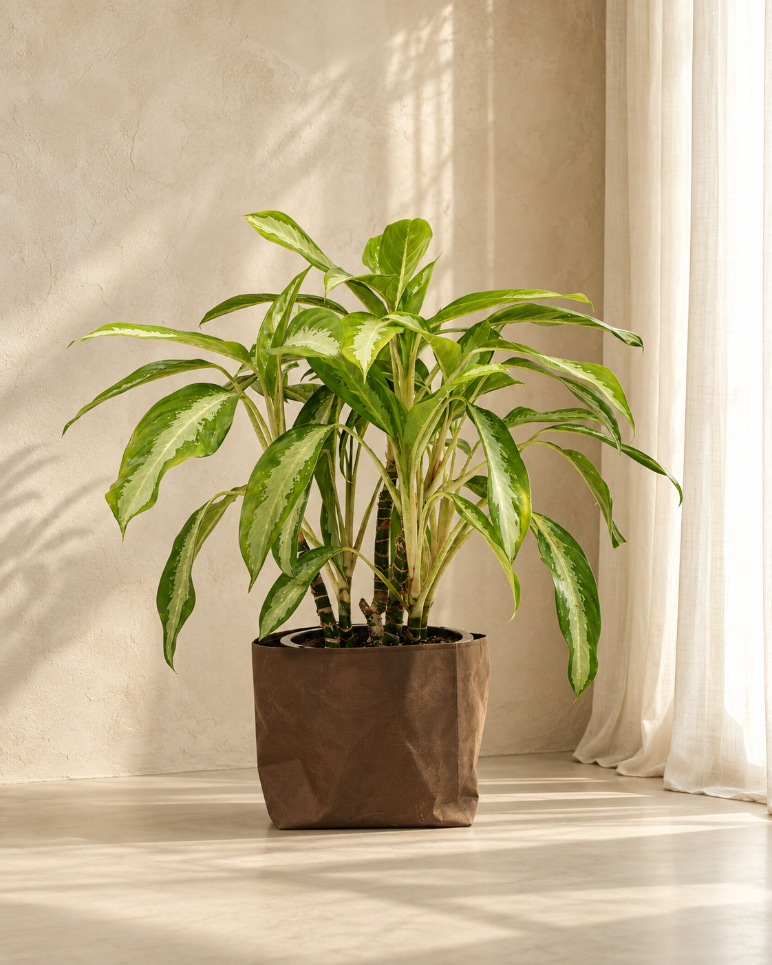 Aglaonema Silver Moon