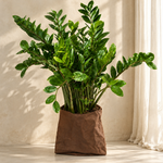 Zamioculcas Zamiifolia