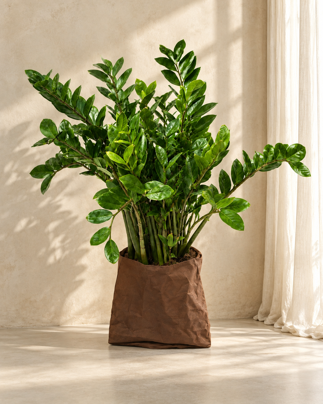 Zamioculcas Zamiifolia