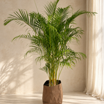 Dypsis Lutescens
