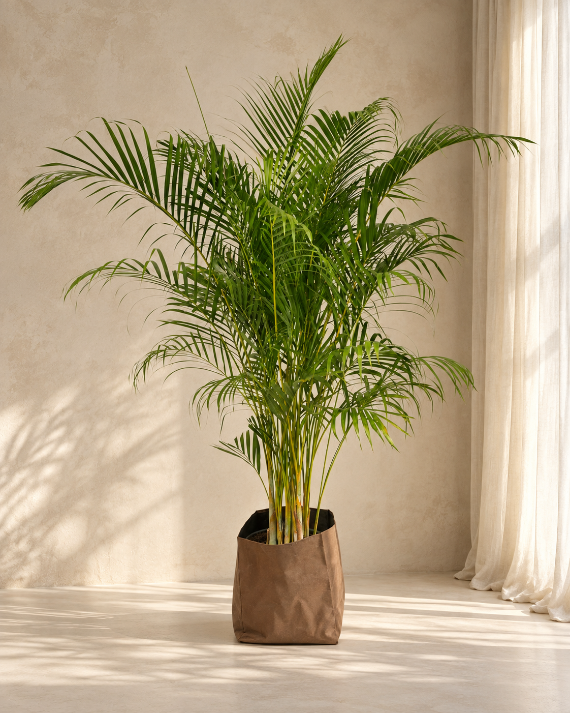 Dypsis Lutescens