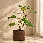 Philodendron Erubescens White Princess
