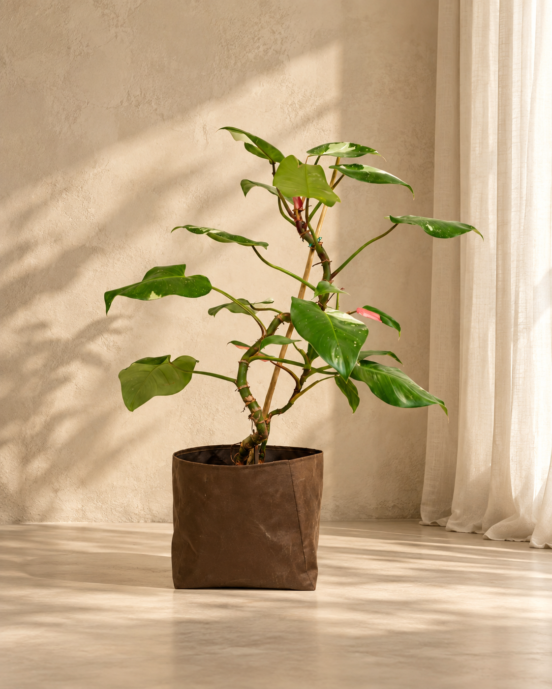 Philodendron Erubescens White Princess