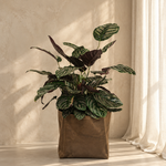 Calathea