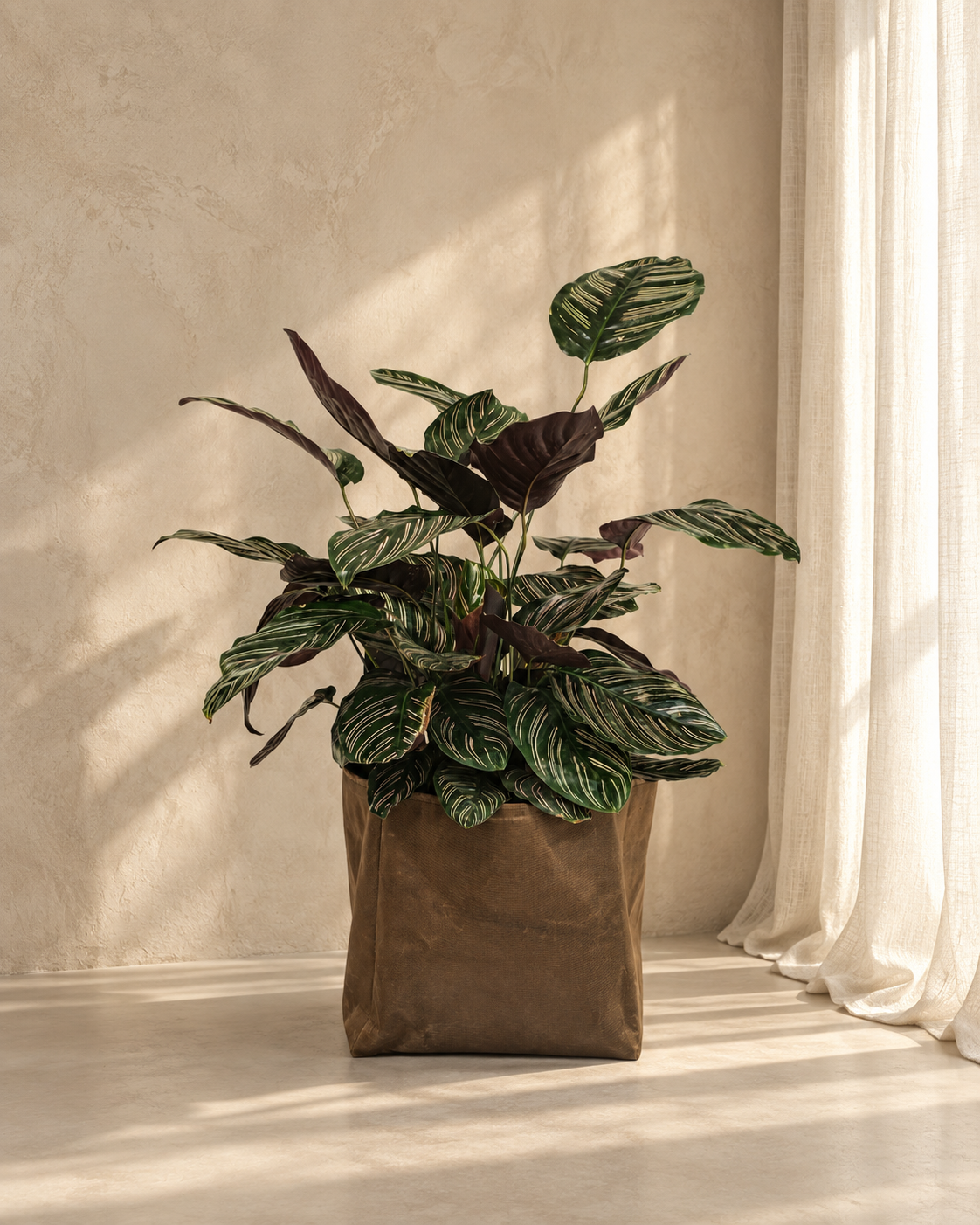 Calathea