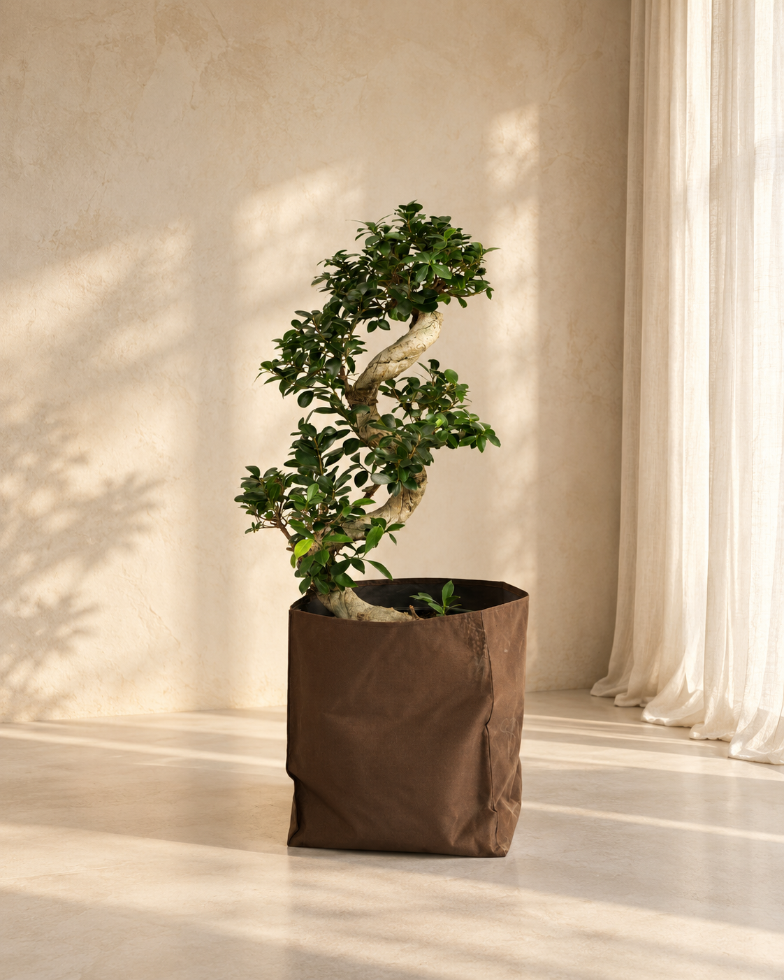 Ficus Bonsai S Shape