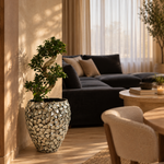 Ficus Bonsai S Shape