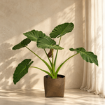 Alocasia Regal Shield
