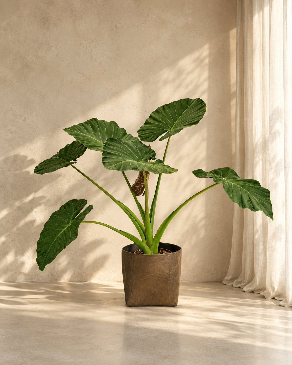Alocasia Regal Shield
