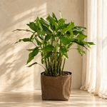 Spathiphyllum