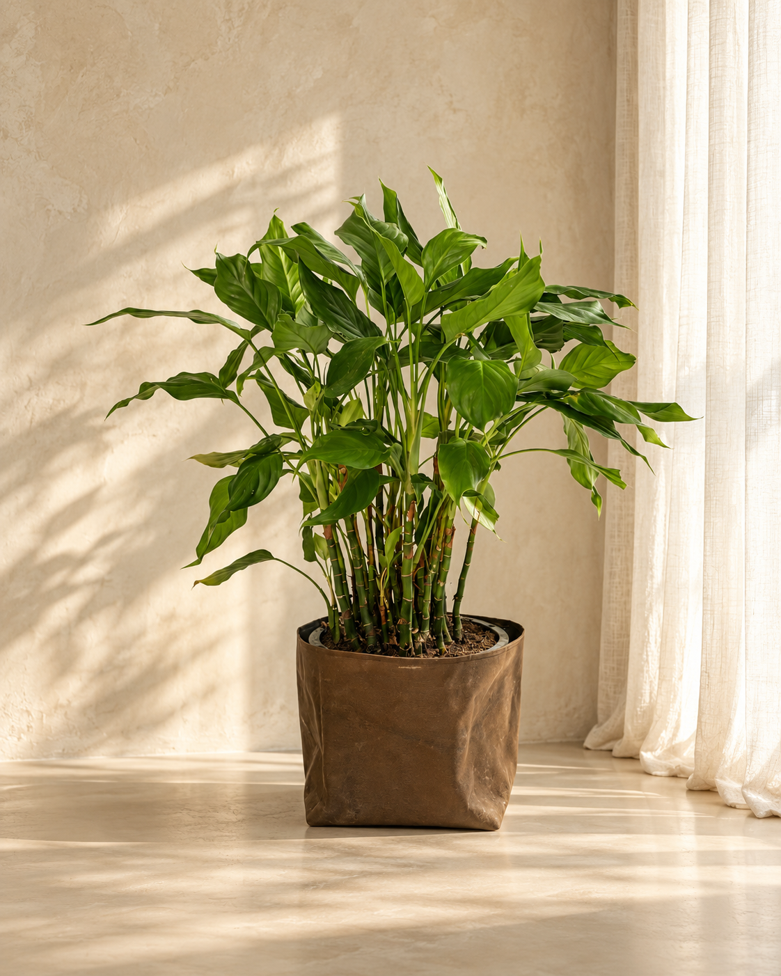 Spathiphyllum