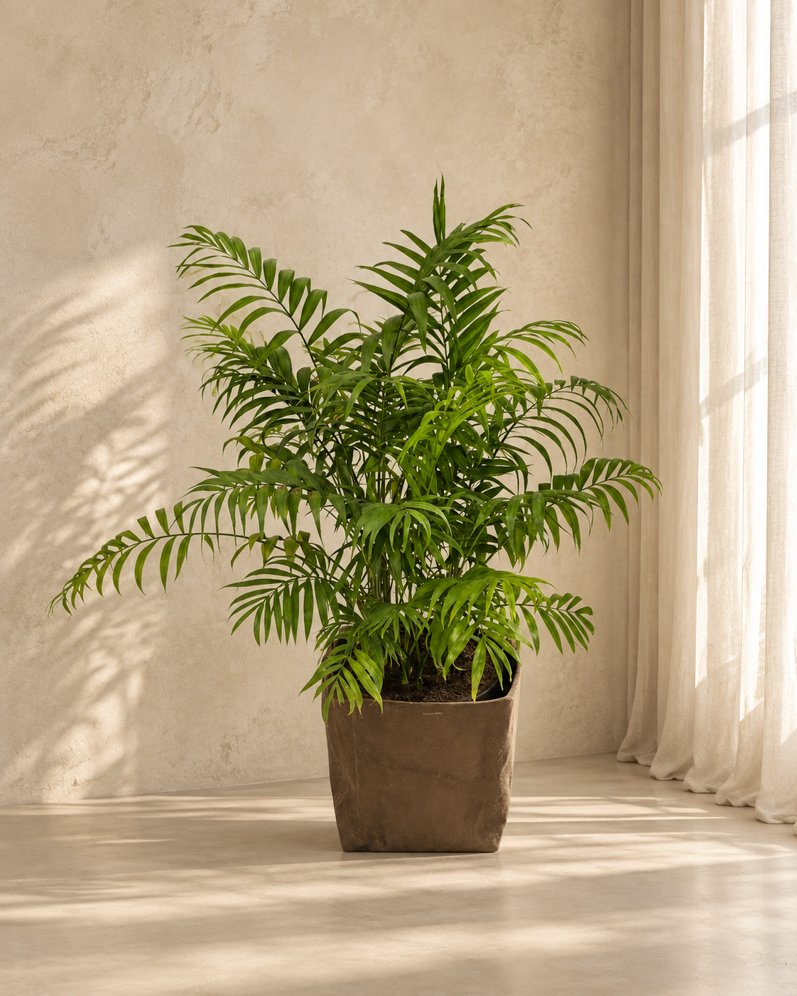 Chamaedorea Elegans