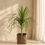 Dracaena Draco 1PP