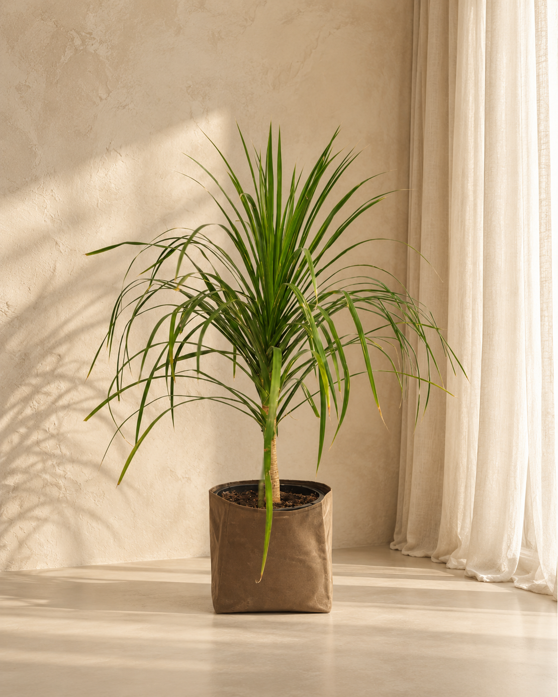Dracaena Draco 1PP