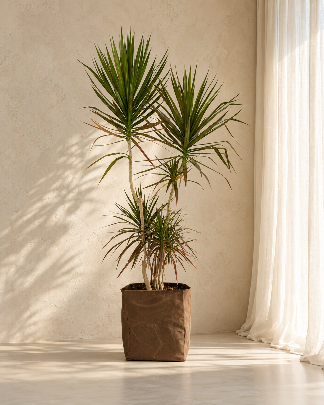 Dracaena Marginata