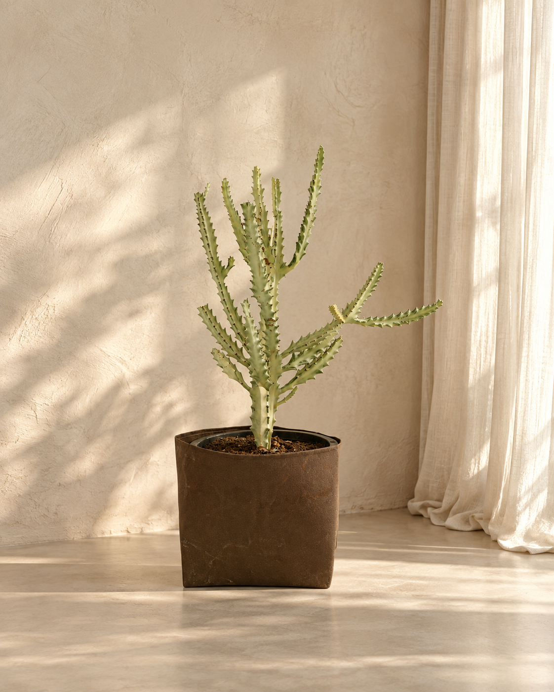 Cactus Silver