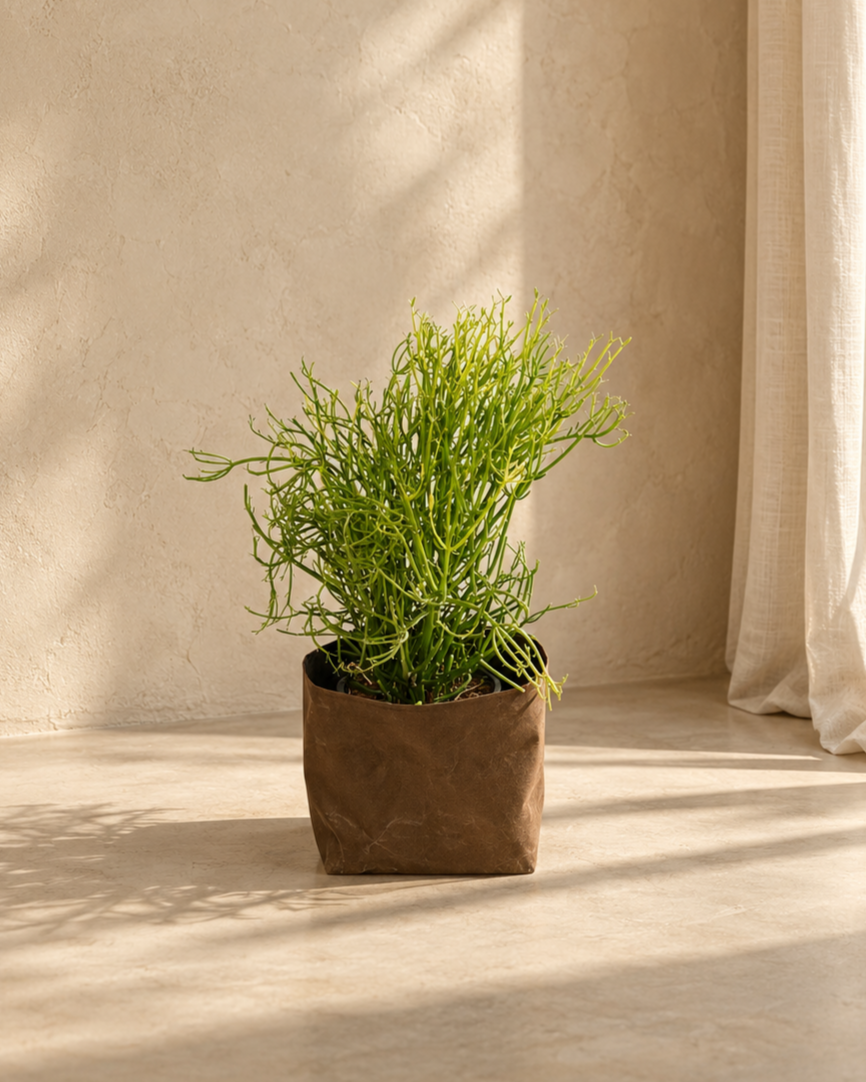 Euphorbia Alluaudii