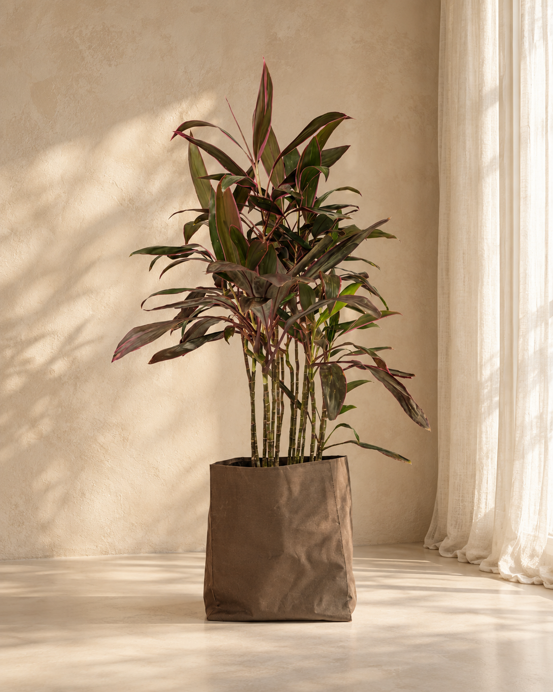 Cordyline