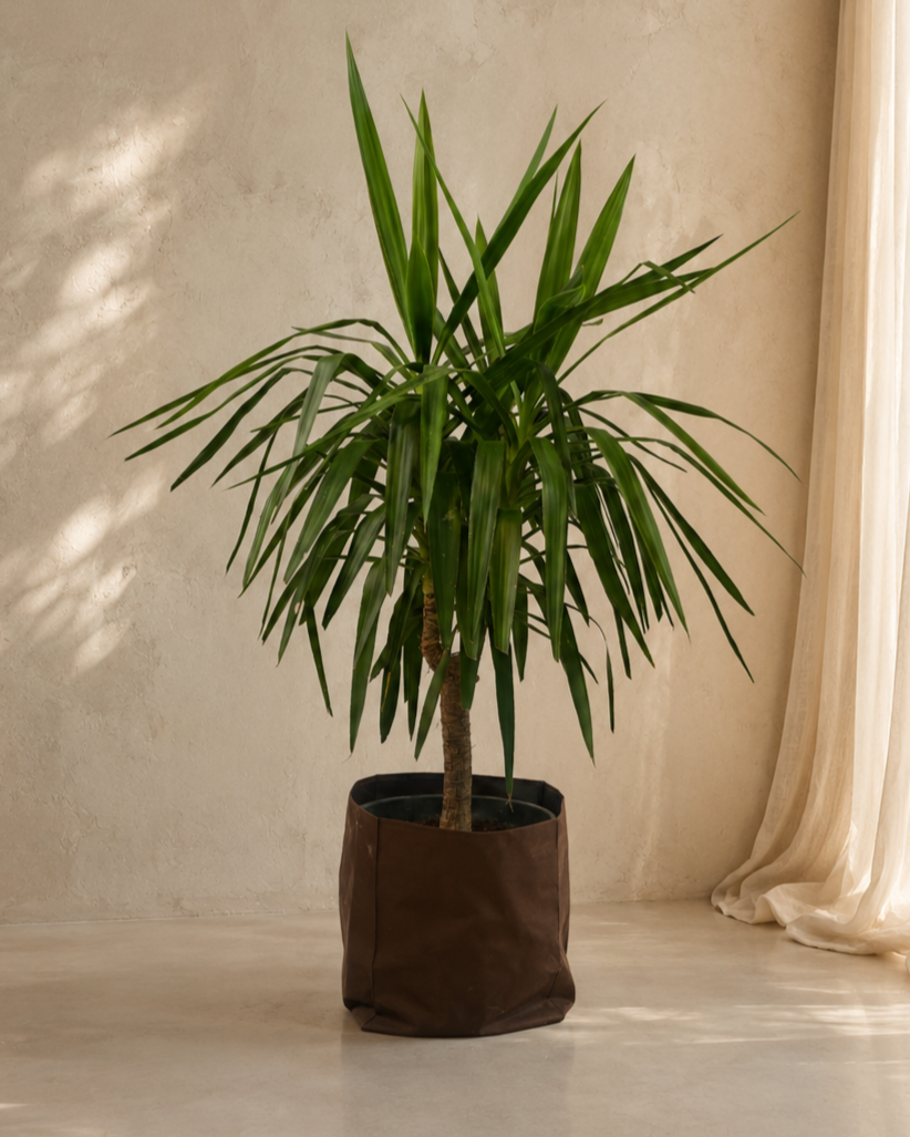 Yucca Elephantipes Stem
