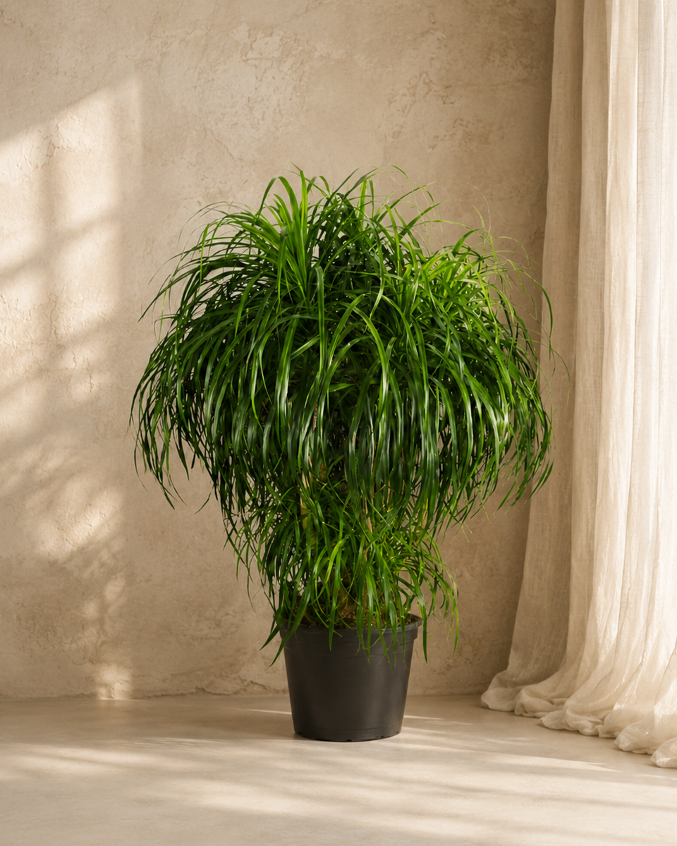 Dracaena Draco Multihead