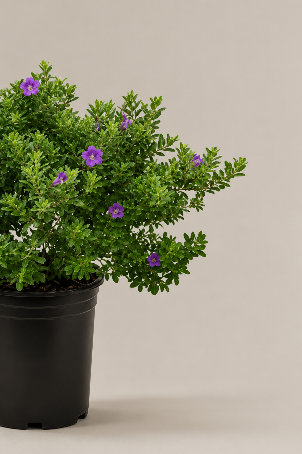 Leucophyllum Frutescens