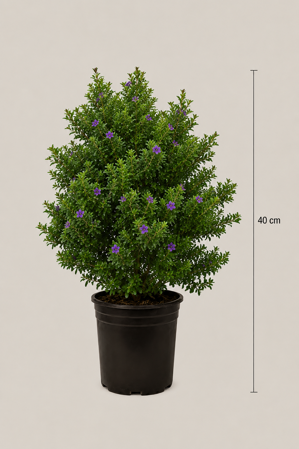 Leucophyllum Frutescens