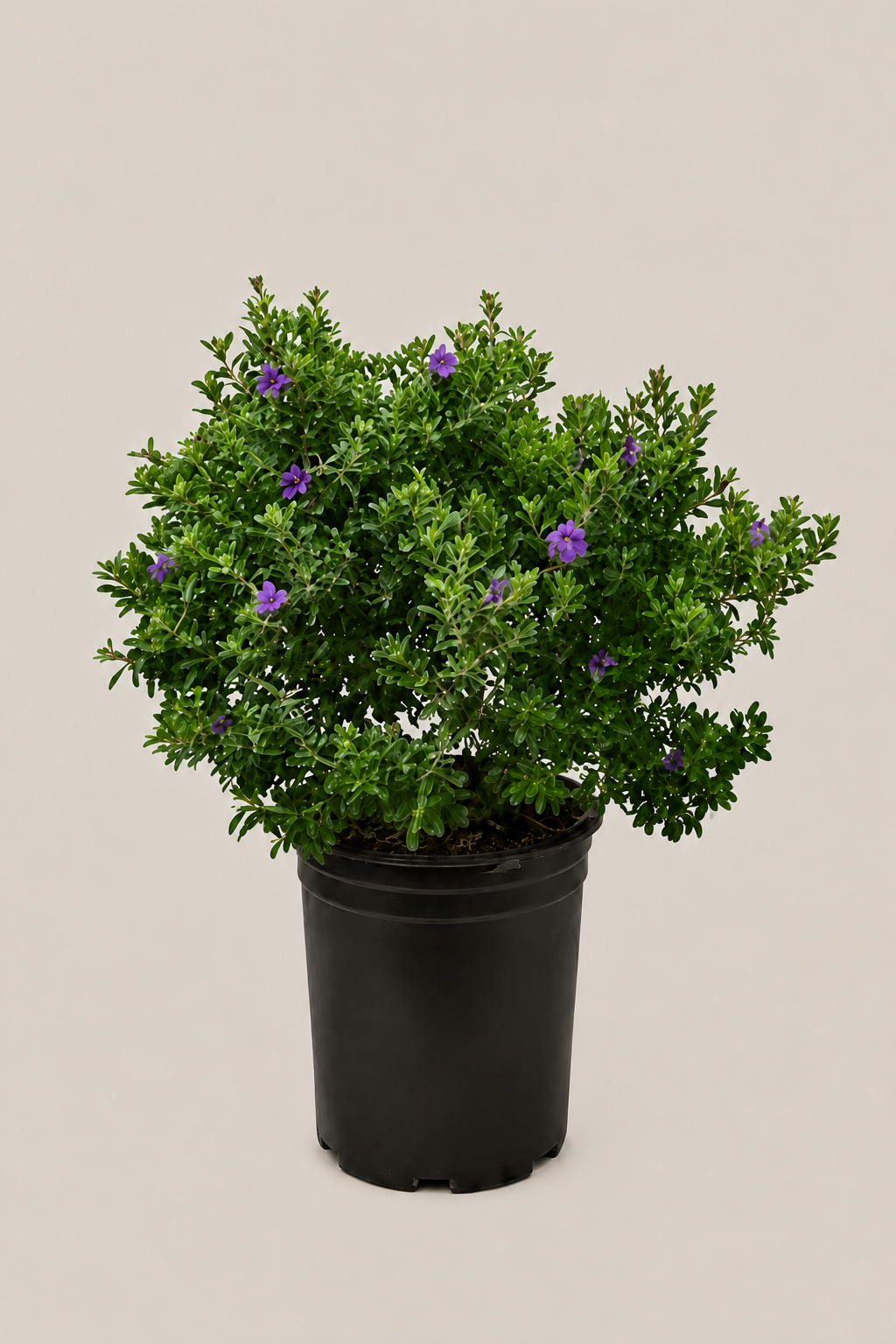 Leucophyllum Frutescens