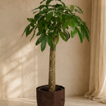 Pachira Aquatica