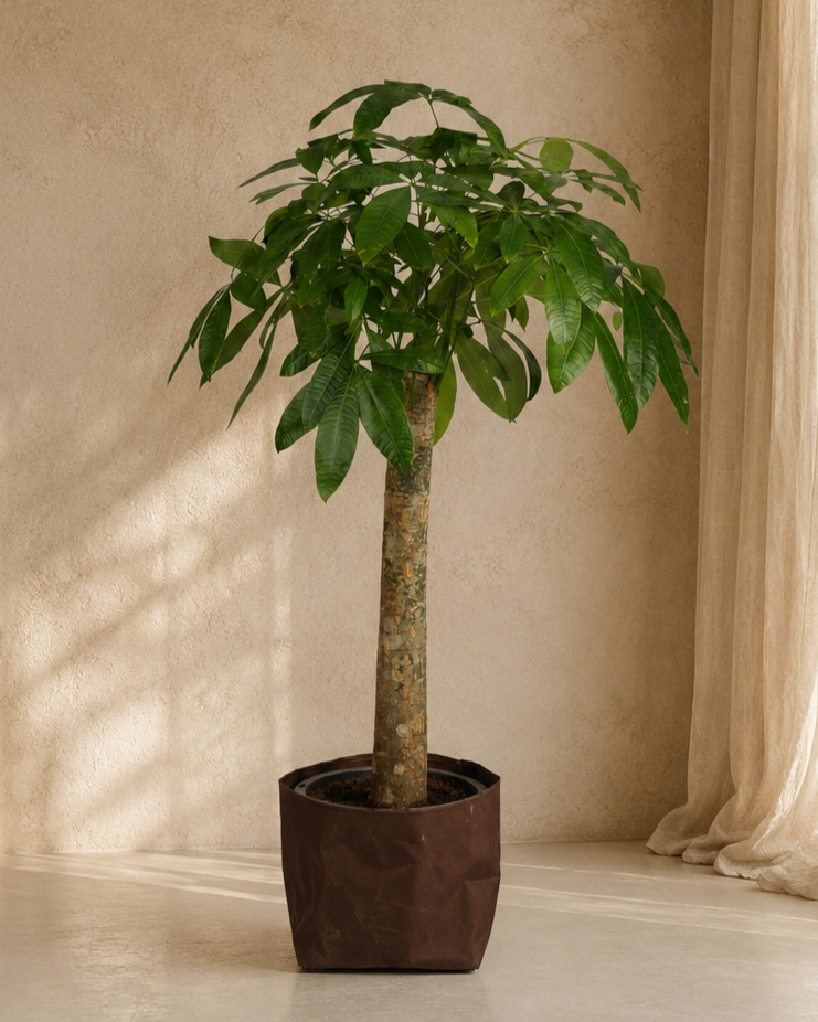 Pachira Aquatica
