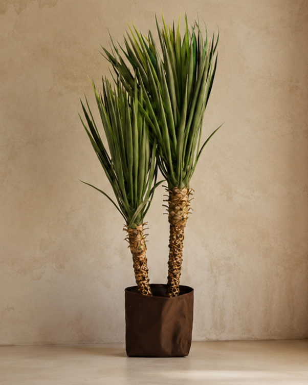 Plants Yucca BA