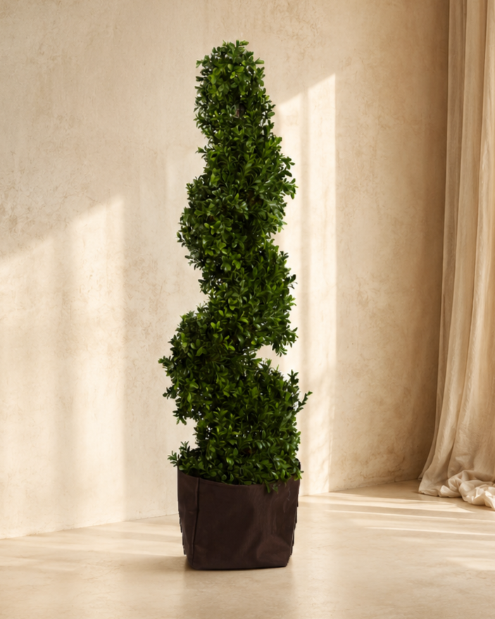 Topiary Buxus Spiral