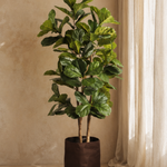 NTT Ficus Fiddle Tree BA