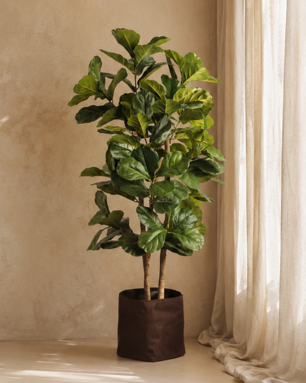 NTT Ficus Fiddle Tree BA