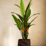 Plants Bird of Paradise BA
