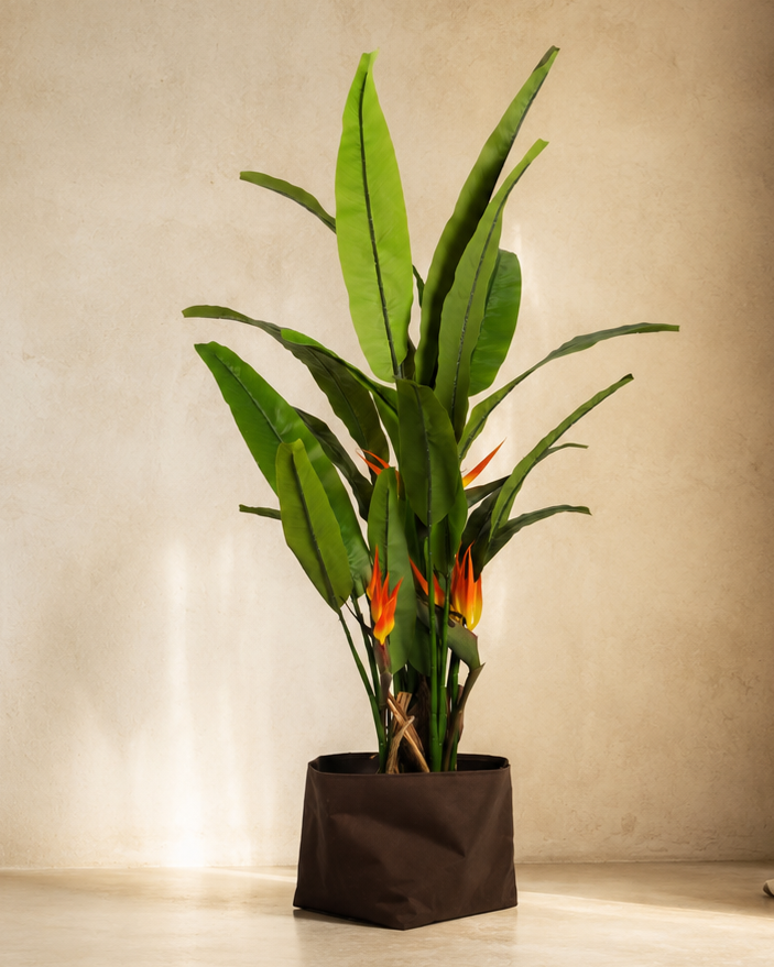 Plants Bird of Paradise BA