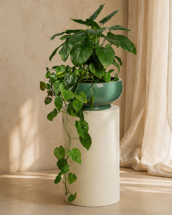 Mixed Plants Arrangement with Bowl Green