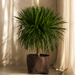Dracaena Draco
