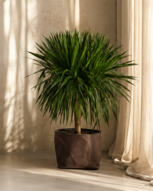 Dracaena Draco