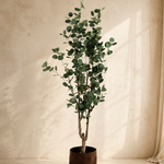 NTT Eucalyptus Tree YF