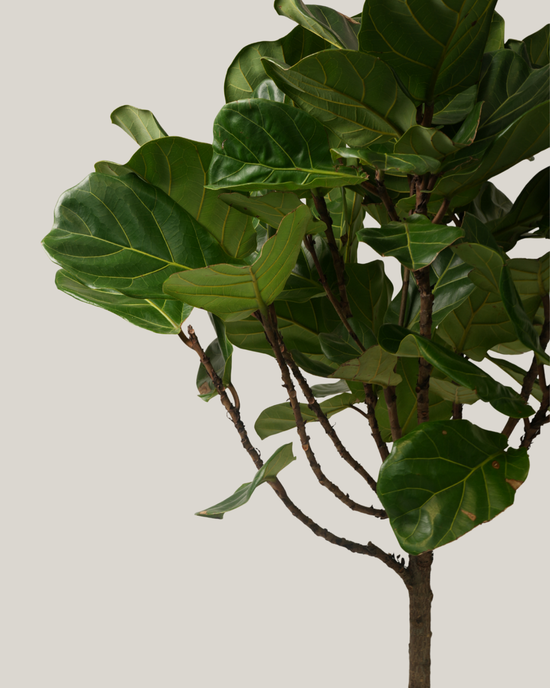 Ficus Lyrata